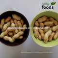Chinese Shandong Origin Wholesale Peanuts